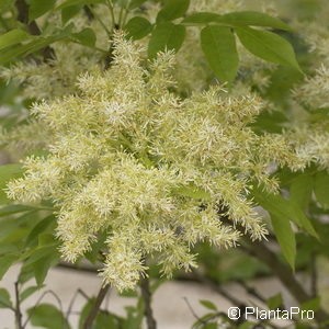 Fraxinus ornus