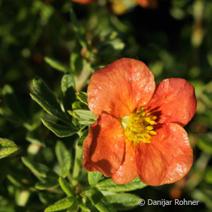 Potentilla fruticosa'Red Ace'