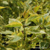 Cornus alba'Spaethii' 'Gouchaultii'