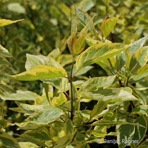 Cornus alba'Spaethii' 'Gouchaultii'