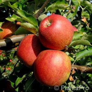 Malus (Apfel)'Gloster 69'