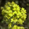 Alyssum wulfenianum