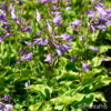 Hosta minor