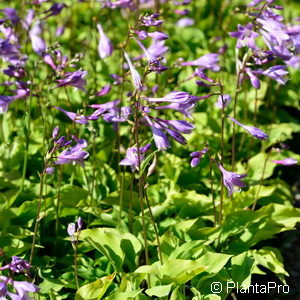 Hosta minor