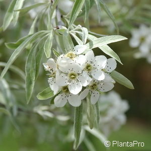 Pyrus salicifolia