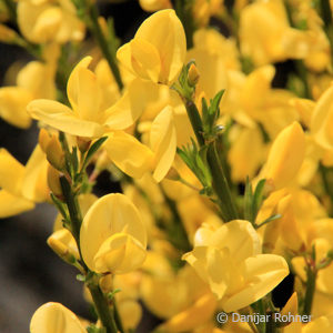 Cytisus praecox (x)'Allgold'