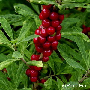 Daphne mezereum'Rubrum'