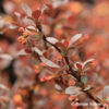 Berberis thunbergii'Atropurpurea Nana'