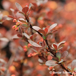 Berberis thunbergii'Atropurpurea Nana'