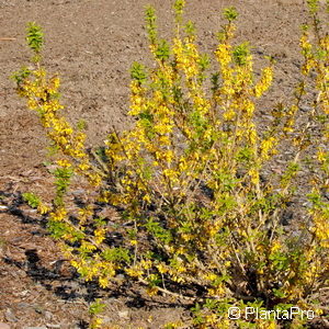 Forsythia'Boucle d'Or' ('Courtacour')