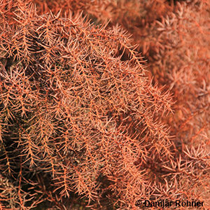 Cryptomeria japonica'Elegans'