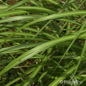 Miscanthus sinensis'Malepartus'