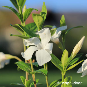 Vinca minorweiss