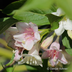 Weigela'Styriaca'