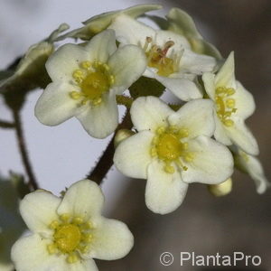 Saxifraga paniculata