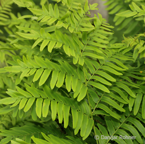 Osmunda regalis