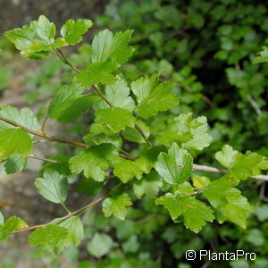 Ribes alpinum