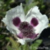 Papaver orientale'Perry's White'