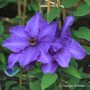Clematis'The President'