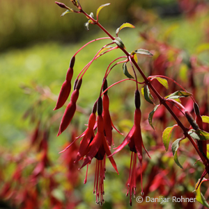 Fuchsia magellanicavar. gracilis