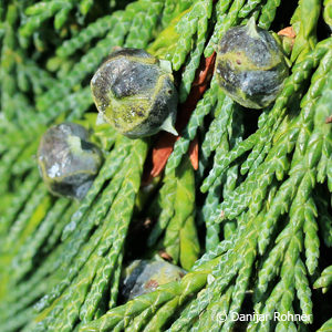 Chamaecyparis nootkatensis'Pendula'