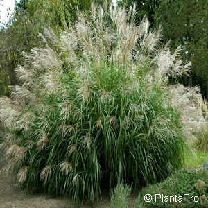 Miscanthus sinensis'Silberfeder'