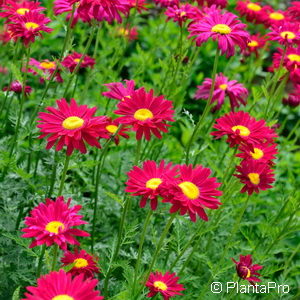 Tanacetum (Coccineum-Gruppe)'Robinson's Red'
