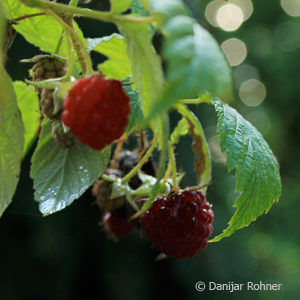 Rubus (Himbeere)'Autumn Bliss'