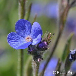 Anchusa azurea