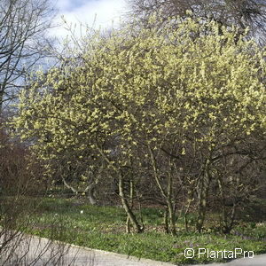 Salix aurita
