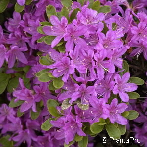 Rhododendron (Japanische Azalee)'Diamant Violett'