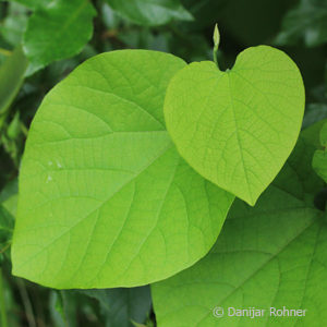 Aristolochia durior