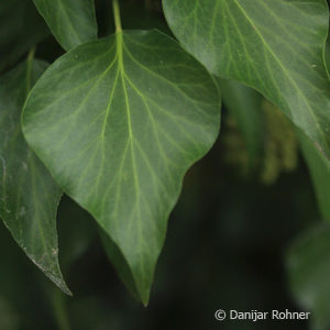 Hedera helix'Arborescens'