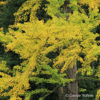 Ginkgo biloba