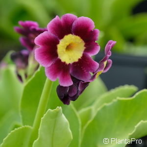 Primula pubescens (x)