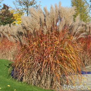 Miscanthus sinensis'Malepartus'