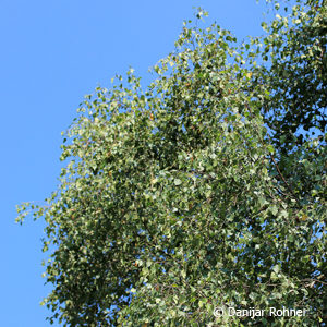 Betula pendula