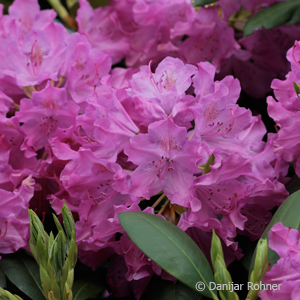 Rhododendron (Catawbiense-Gruppe)'Roseum Elegans'