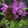 Prunella grandiflora'Rubra'