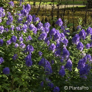 Aconitum carmichaelii'Arendsii'