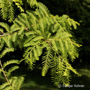 Metasequoia glyptostroboides