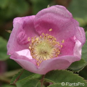 Wildrose Rosa pendulina