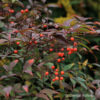 Nandina domestica