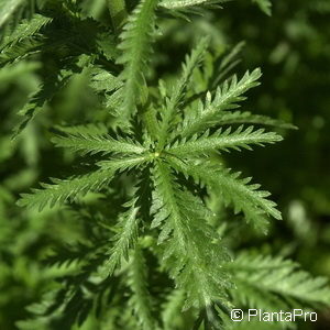 Achillea ageratifolia'Aizoon'