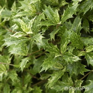 Osmanthus heterophyllus'Variegatus'