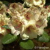 Rhododendron (Viscidiflorum-Gruppe)'Viscy'