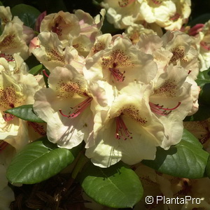 Rhododendron (Viscidiflorum-Gruppe)'Viscy'