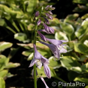 Hosta'Golden Tiara'