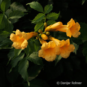 Campsis radicans'Flava'