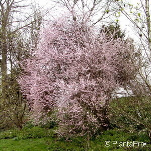 Prunus spinosa'Purpurea'